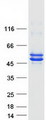 CKMT1B Protein - Purified recombinant protein CKMT1B was analyzed by SDS-PAGE gel and Coomassie Blue Staining