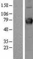 CLCC1 Protein - Western validation with an anti-DDK antibody * L: Control HEK293 lysate R: Over-expression lysate