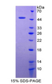 CLDN1 / Claudin 1 Protein - Recombinant Claudin 1 By SDS-PAGE