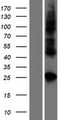 CLDN19 / Claudin 19 Protein - Western validation with an anti-DDK antibody * L: Control HEK293 lysate R: Over-expression lysate