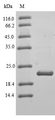 CLDN3 / Claudin 3 Protein - (Tris-Glycine gel) Discontinuous SDS-PAGE (reduced) with 5% enrichment gel and 15% separation gel.