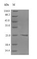CLDN6 / Claudin 6 Protein - (Tris-Glycine gel) Discontinuous SDS-PAGE (reduced) with 5% enrichment gel and 15% separation gel.