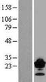 CLDN9 / Claudin 9 Protein - Western validation with an anti-DDK antibody * L: Control HEK293 lysate R: Over-expression lysate