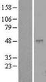 CLEC18C Protein - Western validation with an anti-DDK antibody * L: Control HEK293 lysate R: Over-expression lysate