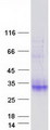 CLEC2A Protein - Purified recombinant protein CLEC2A was analyzed by SDS-PAGE gel and Coomassie Blue Staining