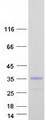 CLEC2D / OCIL / LLT1 Protein - Purified recombinant protein CLEC2D was analyzed by SDS-PAGE gel and Coomassie Blue Staining