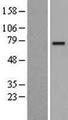 CLGN / Calmegin Protein - Western validation with an anti-DDK antibody * L: Control HEK293 lysate R: Over-expression lysate