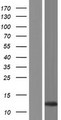 CLLU1OS Protein - Western validation with an anti-DDK antibody * L: Control HEK293 lysate R: Over-expression lysate
