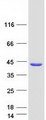 CLTB Protein - Purified recombinant protein CLTB was analyzed by SDS-PAGE gel and Coomassie Blue Staining