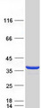 CLYBL Protein - Purified recombinant protein CLYBL was analyzed by SDS-PAGE gel and Coomassie Blue Staining