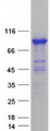 CMIP Protein - Purified recombinant protein CMIP was analyzed by SDS-PAGE gel and Coomassie Blue Staining