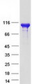 CMTR1 / FTSJD2 Protein - Purified recombinant protein CMTR1 was analyzed by SDS-PAGE gel and Coomassie Blue Staining