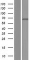 CNGA4 Protein - Western validation with an anti-DDK antibody * L: Control HEK293 lysate R: Over-expression lysate