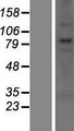 CNOT10 Protein - Western validation with an anti-DDK antibody * L: Control HEK293 lysate R: Over-expression lysate