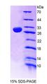 CNPase Protein - Recombinant 2',3'-Cyclic Nucleotide 3'-Phosphodiesterase By SDS-PAGE