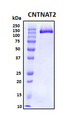 CNTNAP2 / CASPR2 Protein - SDS-PAGE under reducing conditions and visualized by Coomassie blue staining
