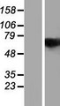 COAA / RBM14 Protein - Western validation with an anti-DDK antibody * L: Control HEK293 lysate R: Over-expression lysate