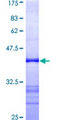 COAA / RBM14 Protein - 12.5% SDS-PAGE Stained with Coomassie Blue.