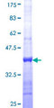 COASY Protein - 12.5% SDS-PAGE Stained with Coomassie Blue.
