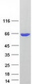 COASY Protein - Purified recombinant protein COASY was analyzed by SDS-PAGE gel and Coomassie Blue Staining