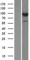 COG3 Protein - Western validation with an anti-DDK antibody * L: Control HEK293 lysate R: Over-expression lysate
