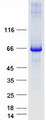 COG6 Protein - Purified recombinant protein COG6 was analyzed by SDS-PAGE gel and Coomassie Blue Staining