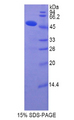 COL14A1 / Collagen XIV Protein - Recombinant Collagen Type XIV By SDS-PAGE