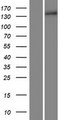 COL15A1 / Collagen XV Alpha 1 Protein - Western validation with an anti-DDK antibody * L: Control HEK293 lysate R: Over-expression lysate