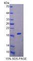 COL6A1 / Collagen VI Alpha 1 Protein - Recombinant Collagen Type VI Alpha 1 By SDS-PAGE