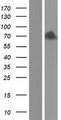 COL9A2 Protein - Western validation with an anti-DDK antibody * L: Control HEK293 lysate R: Over-expression lysate