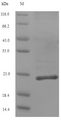 Collagen XII Alpha 1 Protein - (Tris-Glycine gel) Discontinuous SDS-PAGE (reduced) with 5% enrichment gel and 15% separation gel.