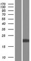 COMMD9 Protein - Western validation with an anti-DDK antibody * L: Control HEK293 lysate R: Over-expression lysate
