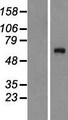 Complement C8A Protein - Western validation with an anti-DDK antibody * L: Control HEK293 lysate R: Over-expression lysate