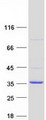 COMTD1 Protein - Purified recombinant protein COMTD1 was analyzed by SDS-PAGE gel and Coomassie Blue Staining