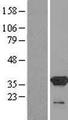 COPE Protein - Western validation with an anti-DDK antibody * L: Control HEK293 lysate R: Over-expression lysate