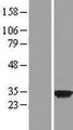 COPS7B / CSN7B Protein - Western validation with an anti-DDK antibody * L: Control HEK293 lysate R: Over-expression lysate