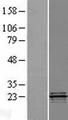 COQ4 Protein - Western validation with an anti-DDK antibody * L: Control HEK293 lysate R: Over-expression lysate