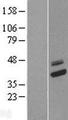 COQ9 Protein - Western validation with an anti-DDK antibody * L: Control HEK293 lysate R: Over-expression lysate