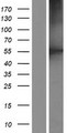 CORO2B Protein - Western validation with an anti-DDK antibody * L: Control HEK293 lysate R: Over-expression lysate