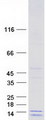 COX16 / C14orf112 Protein - Purified recombinant protein COX16 was analyzed by SDS-PAGE gel and Coomassie Blue Staining