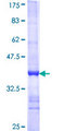 COXIV / COX4 Protein - 12.5% SDS-PAGE Stained with Coomassie Blue.