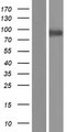 CPEB4 Protein - Western validation with an anti-DDK antibody * L: Control HEK293 lysate R: Over-expression lysate