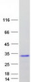 CPLX4 / Complexin IV Protein - Purified recombinant protein CPLX4 was analyzed by SDS-PAGE gel and Coomassie Blue Staining
