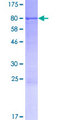 CPNE2 Protein - 12.5% SDS-PAGE of human CPNE2 stained with Coomassie Blue