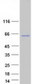 CPNE2 Protein - Purified recombinant protein CPNE2 was analyzed by SDS-PAGE gel and Coomassie Blue Staining