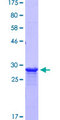 CPNE5 Protein - 12.5% SDS-PAGE Stained with Coomassie Blue.