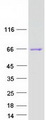 CPNE5 Protein - Purified recombinant protein CPNE5 was analyzed by SDS-PAGE gel and Coomassie Blue Staining
