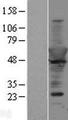 CPNE6 / N-COPINE Protein - Western validation with an anti-DDK antibody * L: Control HEK293 lysate R: Over-expression lysate