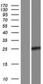 CPSF4L Protein - Western validation with an anti-DDK antibody * L: Control HEK293 lysate R: Over-expression lysate