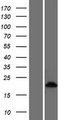 CRIP3 Protein - Western validation with an anti-DDK antibody * L: Control HEK293 lysate R: Over-expression lysate